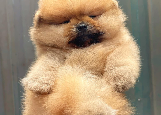 Teddy Bear Pomeranian Ayi Surat Yavrularımız